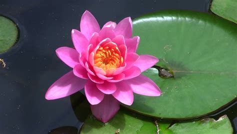 Beautiful Pink Lotus Flower Floating In Water Stock
