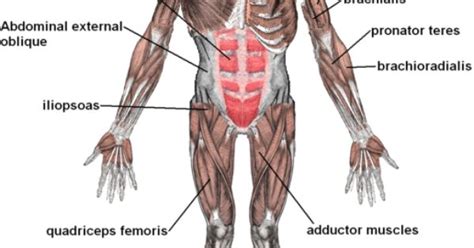 Human body parts group with 79 items. Female Muscle Chart Back - HEALTH COACH: Stress-Free ...