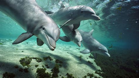 Dolphin Reproductive Anatomy
