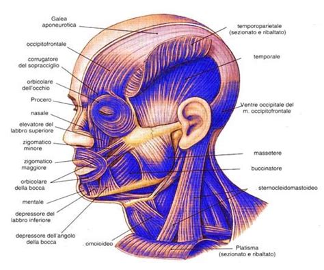 I Muscoli Del Viso E Del Collo Muscles Of The Face Natural Face Lift