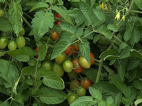 Mortgage Lifter Tomato Plants Growing In Gardens Harvesting And Uses