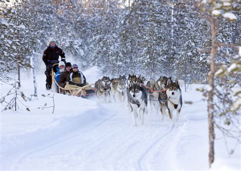 Husky Tour Rovaniemi 1 Lapland Welcome In Finland