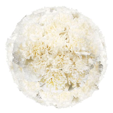 100 Stems Of White Carnations Beautiful Fresh Cut Flowers Express