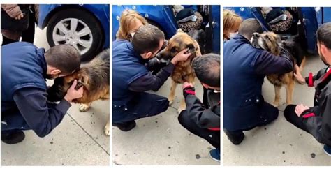 Dico Historia De Un Perro Reencuentro De Perro Y Familia Perdido