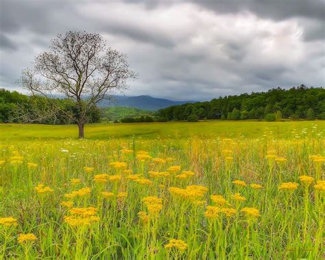 Spring Wildflowers Carpeting A Pasture Cades Cove Tennessee By