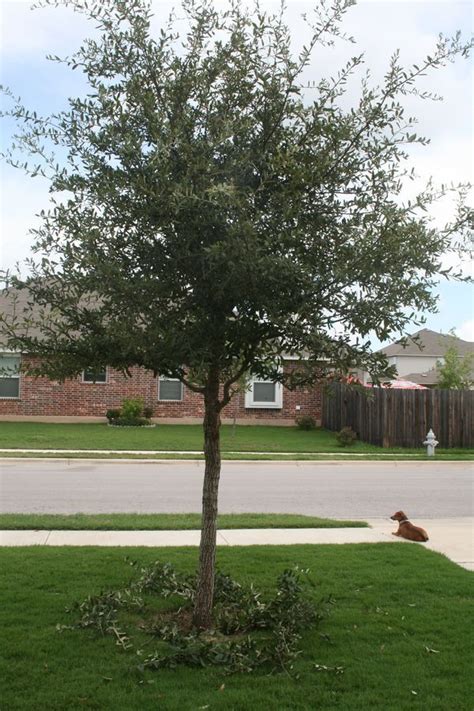 They grow quickly when young and can live for hundreds of years. Pruning live oaks can be done now if done right | Live oak ...