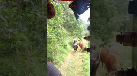 Dengan prinsip masuk kandang kambingmengembik, masuk kandang kerbaumenguak, keberadaan fadilah selaluditerima oleh lingkungannya.peribahasa yang makn … anya sama denganperibahasa pada kalimat tersebut.a. Pujuk lembu bali masuk kandang - YouTube