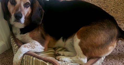 Lost Dog Tricolor Beagle Mix In Southern Pines Update Found Pets