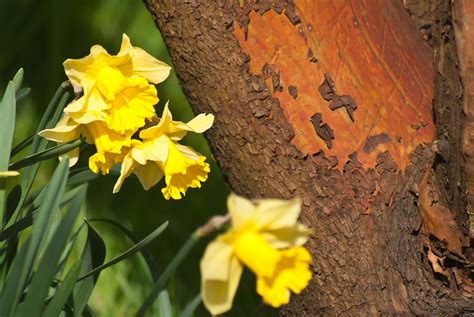 Daffodil Photodelusions