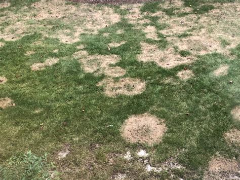 Whats Wrong With My Fescue Lawncare