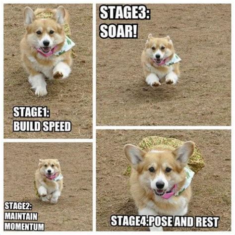 15 Hilarious Corgi Memes Will Make Your Day Page 2 Of 5 The Dogman