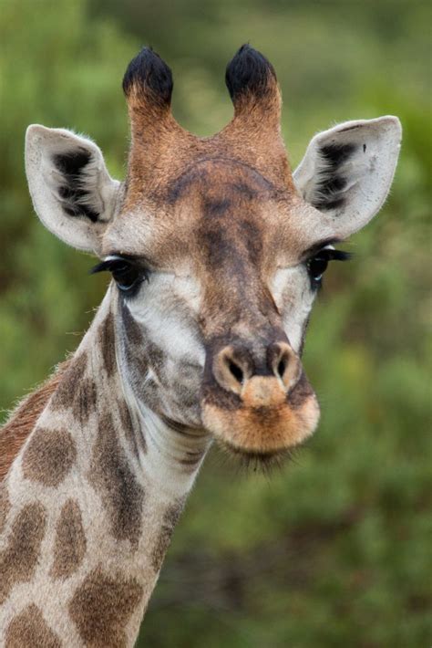 What Sound Does a Giraffe Make? You're in for a Beautiful Surprise