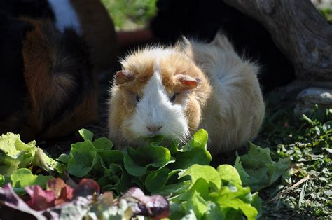 Are flowers bad for cats to eat. Free Images : grass, flower, wildlife, salad, cat, mammal ...