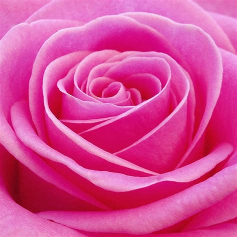 Beautiful Pink Roses Pictures Pink Wallpaper Designs