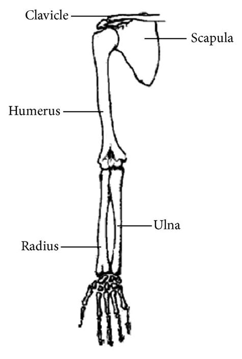 Human Arm Bone Anatomy Bone Human Skeleton Anatomy Human Body Upper