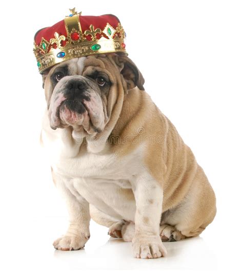 Dog Wearing Crown Stock Image Image Of Crown Golden 31860171