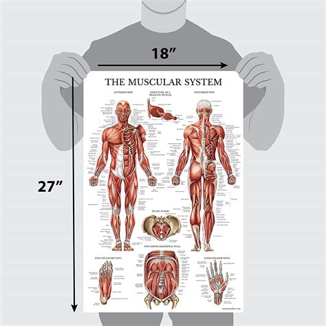 Buy Muscular System Anatomical Poster Laminated Muscle Anatomy Chart Double Sided X