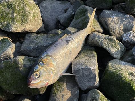 Hundreds Of Dead Fish Spotted In The Hudson River