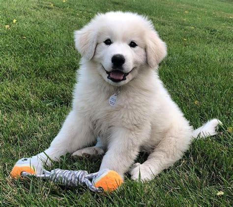 Akc Registered Pyrenees Puppy Pricing Guarantee And Delivery Options