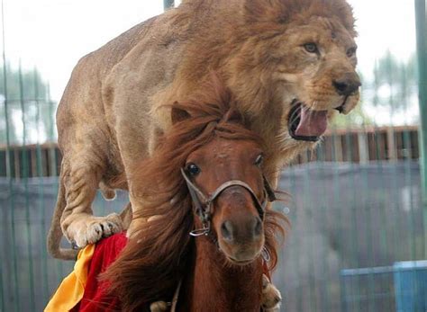 1920x1080px 1080p Free Download Horse Vs Lion Circus Fun