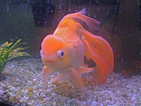 Free Download Eye Goldfish Fantail Goldfish Ryukin Gold Fish Beautiful