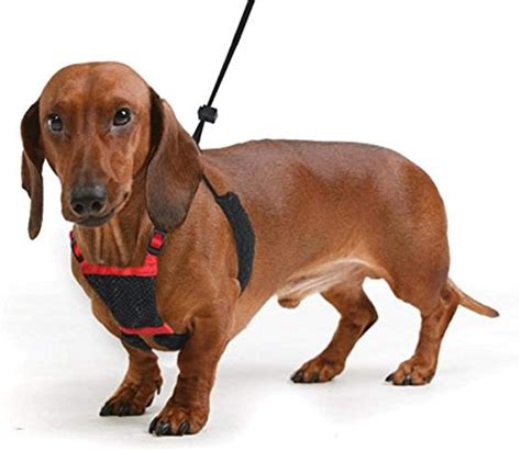 Best Harness For Dachshund Dog Breeds Spoilt Pups