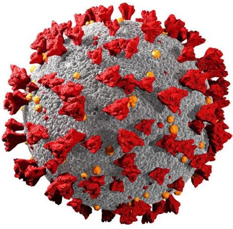 Coronavirus Cells Or Bacteria Molecule Virus Covid 19 Virus Isolated