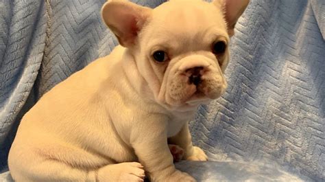 Purebred french bulldogs from champion bloodlines with pedigree. French Bulldog Buy Platinum Cream French Bulldogs Pups ...