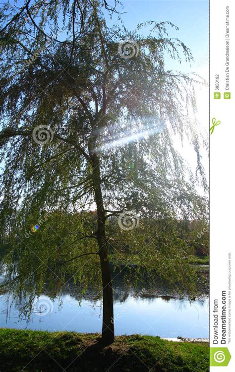 Riverside Tree Stock Photo Image Of Light Shape Scene 6950192