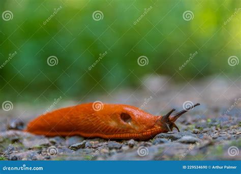 An Orange Nudibranch Stock Photo Image Of Macro Closeup 229534690