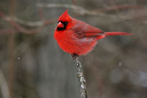 West Virginia State Bird Northern Cardinal Colorful Birds Birds