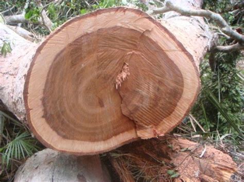 One of the most common figure patterns is curl (curly koa image 1). Moabi Wood Logs (Exporter, Supplier, Wholesaler) From Cameroon