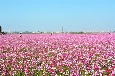 We did not find results for: Photo of the Day: Sea of Flowers Festival in ... | Taiwan News