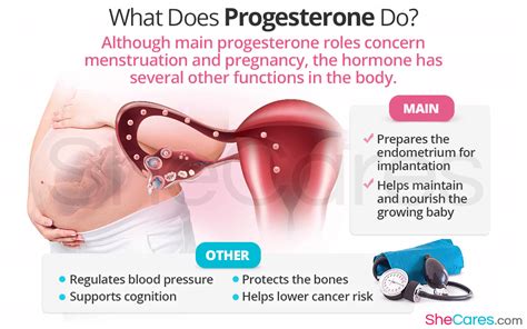It helps decelerate height increase in females during puberty, accelerates burning of body fat and reduces muscle bulk. What Does Progesterone Do Calculator Pregnancy ...