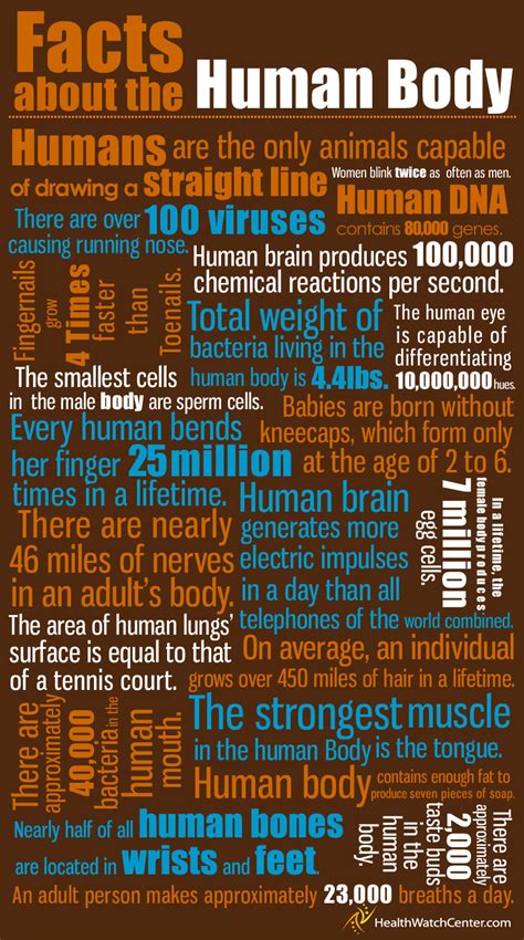 Interesting Facts About The Human Body All About Infographic