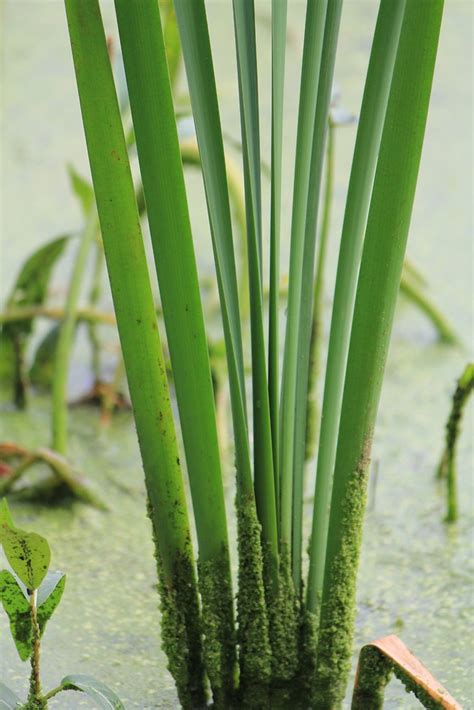 Typha Latifolia Broad Leaved Cat Tail Go Botany