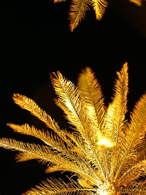 Golden Palm Tree Detail Photograph By Michel Mata Pixels