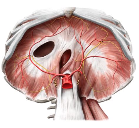 Diaphragm Thoracic Cage Learn Surgery Online