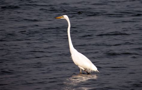 White Long Neck Bird Free Image Peakpx