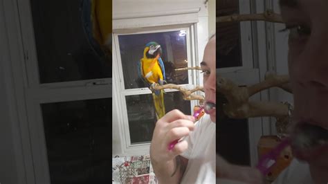 Macaw Parrot Youtube