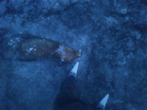 Fox Stuck In Lake Frozen Frozen Animals Pet Fox