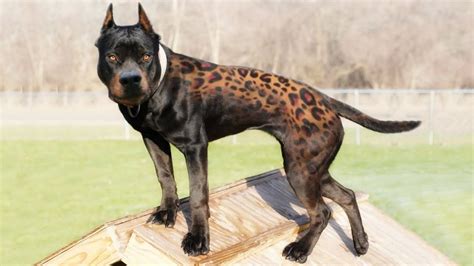 10 Most Interesting Looking Dog Breeds Youtube