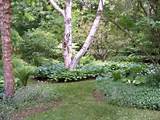 Photos of Landscaping Under Shade Trees