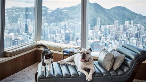 The Best Pet Friendly Hotels In Hong Kong