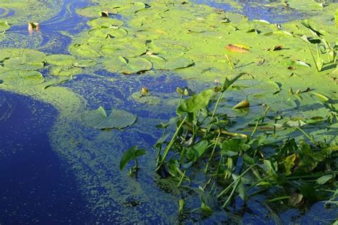 Blue Green Algae Blooms Can Release Harmful Toxins Into The Air