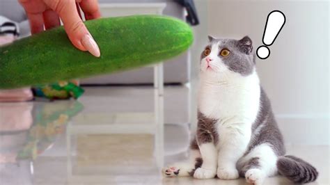 Cats Vs Cucumber Compilation Youtube