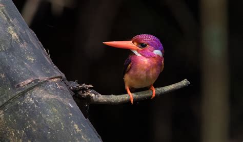 This rare kingfisher will bring some colour to your life - Australian ...