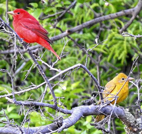 Shifting Habitats Bird Migration And Climate Change Upr Utah Public