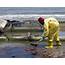 Study Oil Spill Gases Effect Extensive  UPIcom