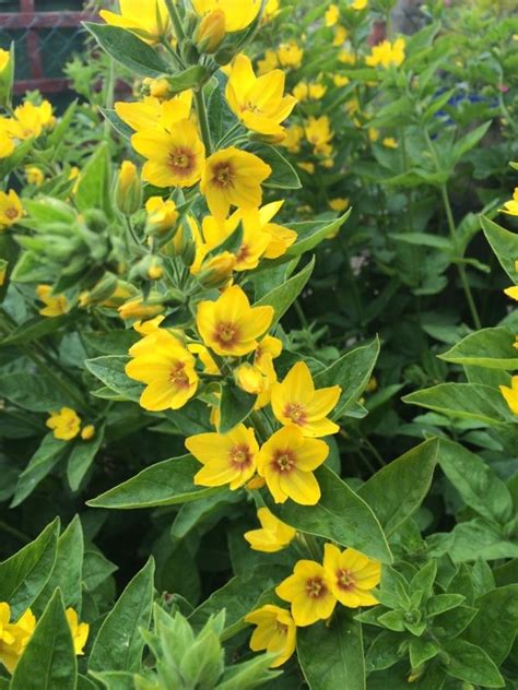 Yellow Loosestrife Lysimachia Punctata Hardy Perennial Plant That